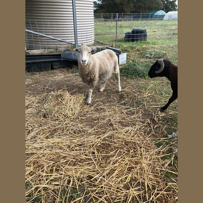 Photo of 1 Ewe & 1 Ram & Lamb 