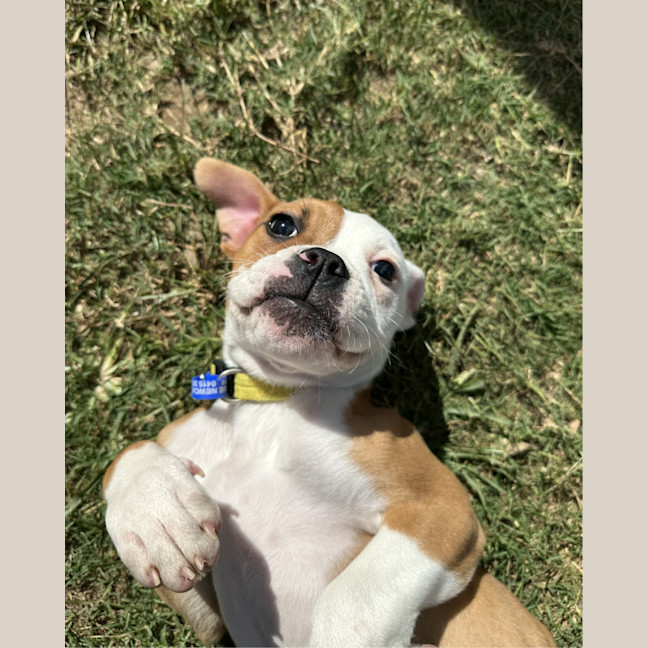 Photo of Mango   12 Week Old American Bulldog X