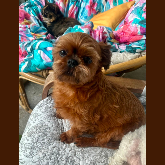 Photo of Moo(moo Moo)