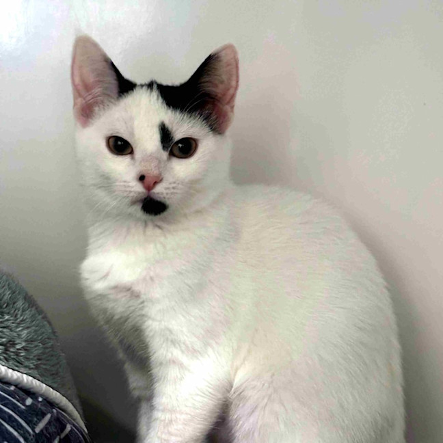 Photo of Inky Suk013287