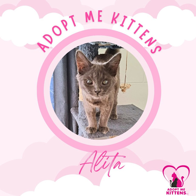 Photo of Alita
