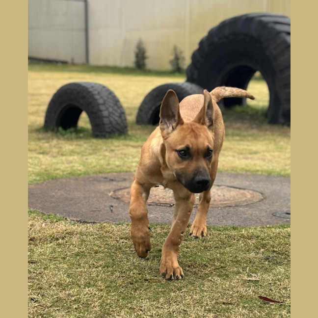 Photo of Shelly   5 Month Old Ridgeback X