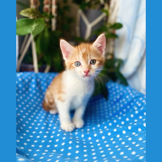 Photo of Hank And Zog