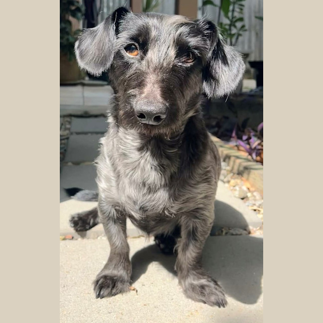 Photo of Snoopy