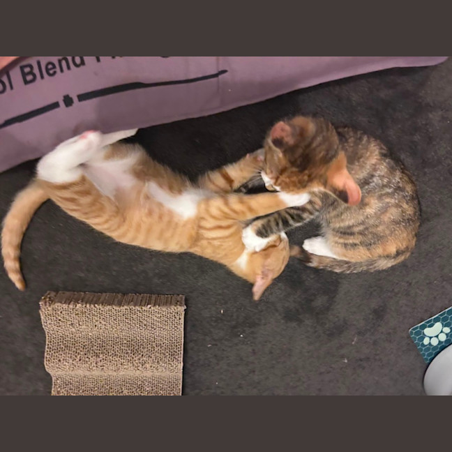 Photo of Cali And Rambo 🌈 