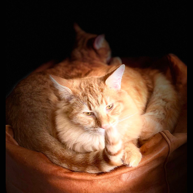 Photo of Luka & Lenny 