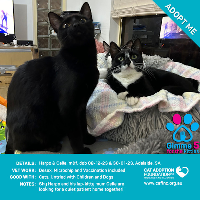 Photo of Harpo And Celie 2 For 1 Just $50 For Both Deal!