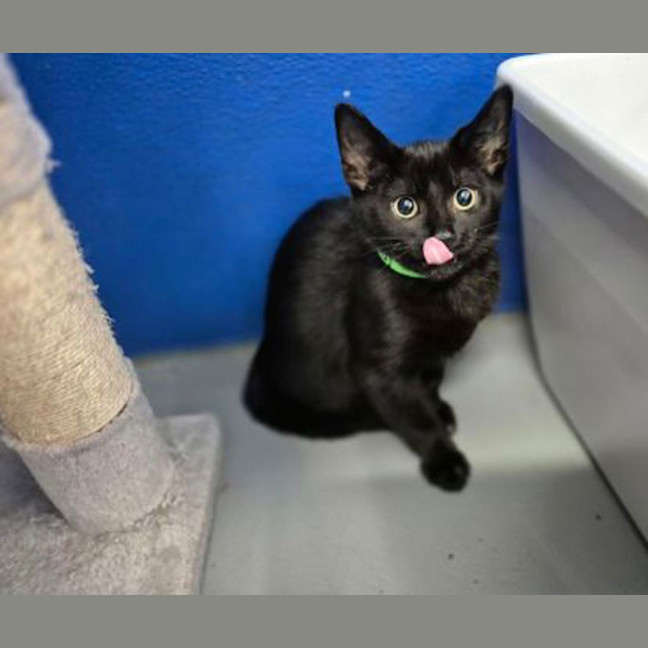 Photo of Kaos