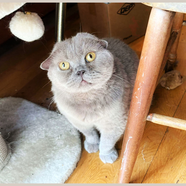 Photo of 🪻Wisteria🪻