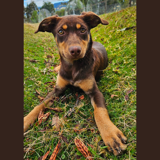 Photo of Plume