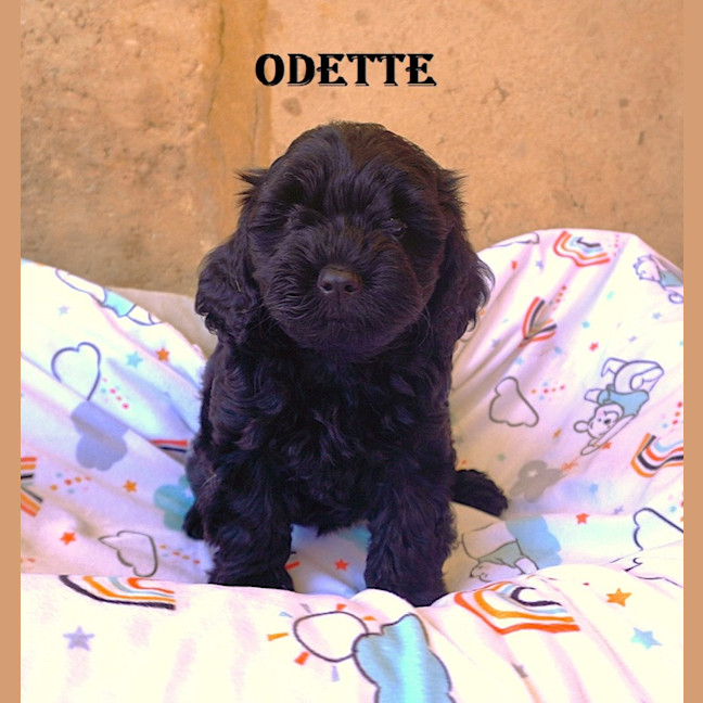 Photo of Odette