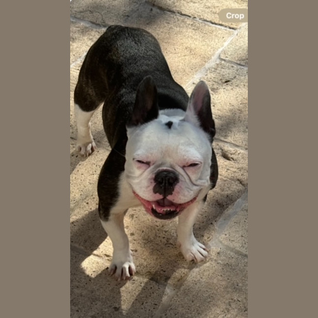 Photo of Kylo   5 Year Old French Bulldog 