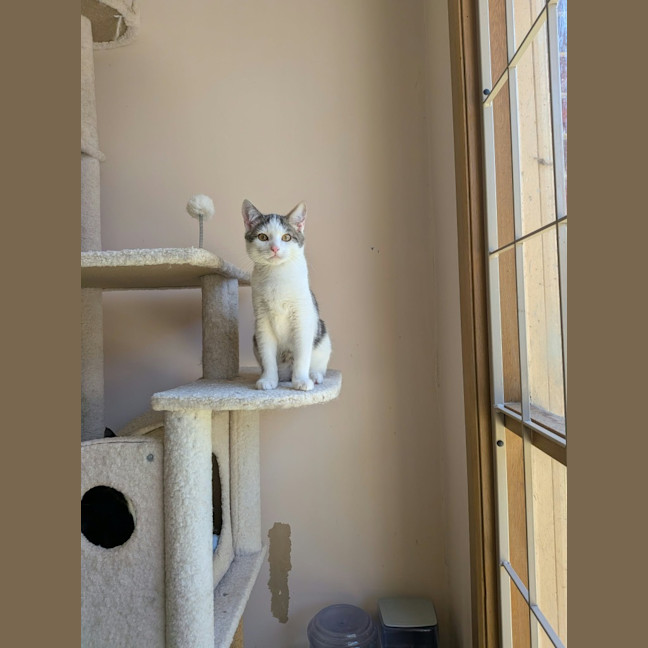 Photo of Sparky