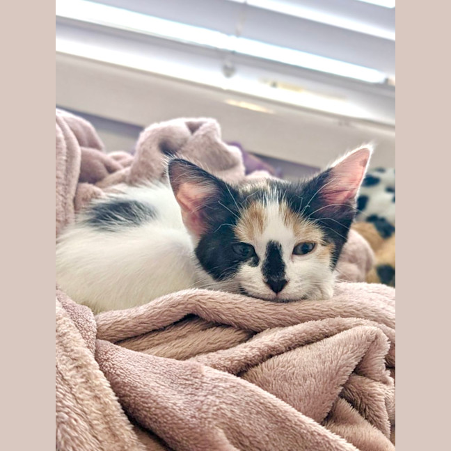 Photo of Phantom