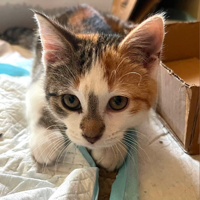 Photo of Gizmo