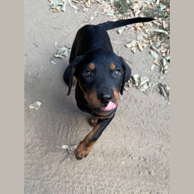 Photo of Frankie Zappa