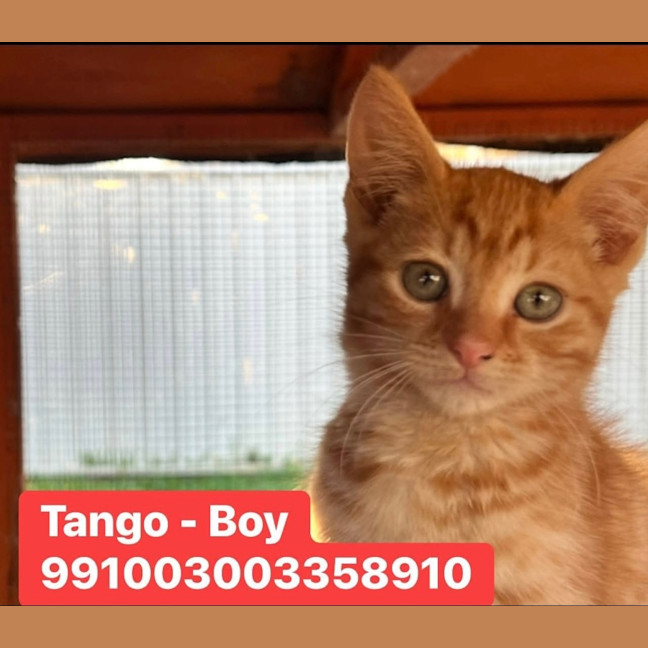 Photo of Tango