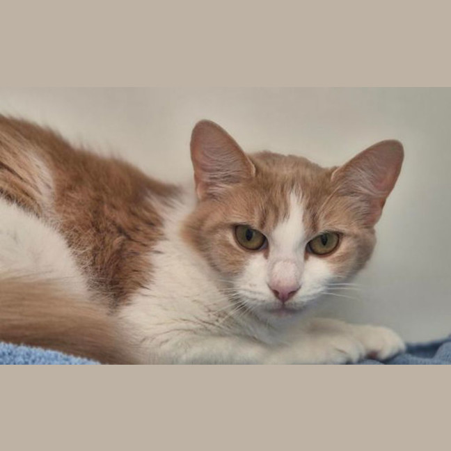 Photo of Maple