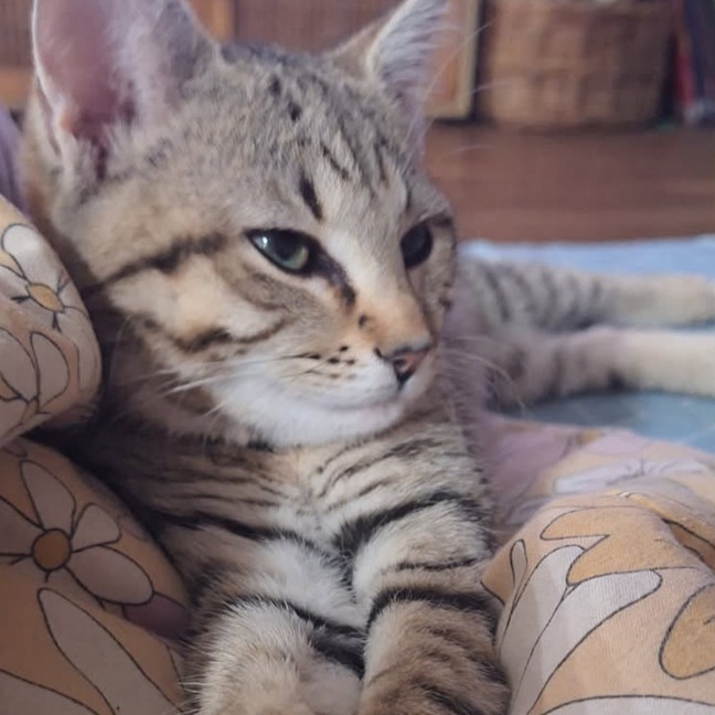 Photo of Nala