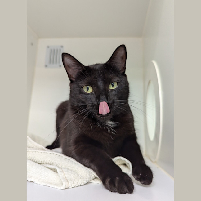 Photo of Spot