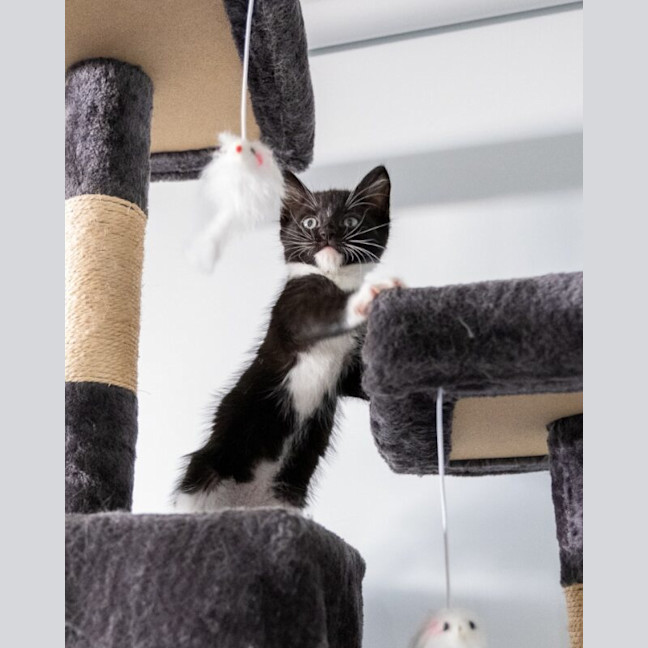 Photo of Rocket