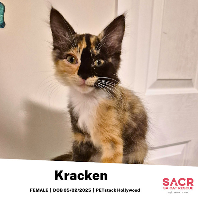 Photo of Kracken
