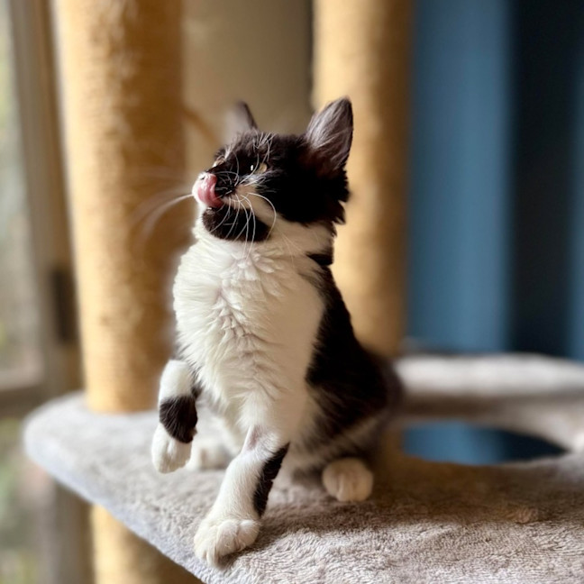 Photo of Puffin   Located In Templestowe