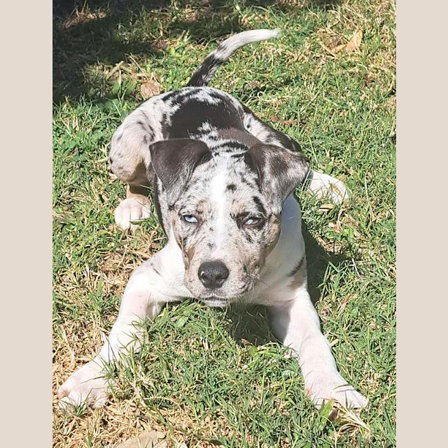 Photo of Indie