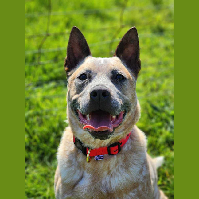 Photo of 🥏 Benji 5550 🥏