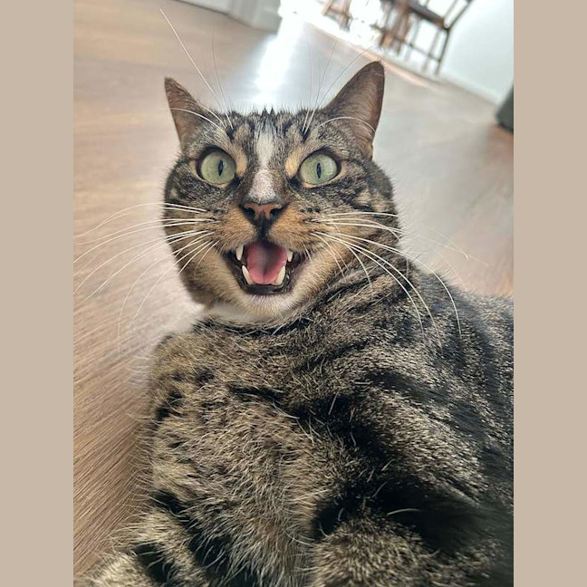 Photo of Thor