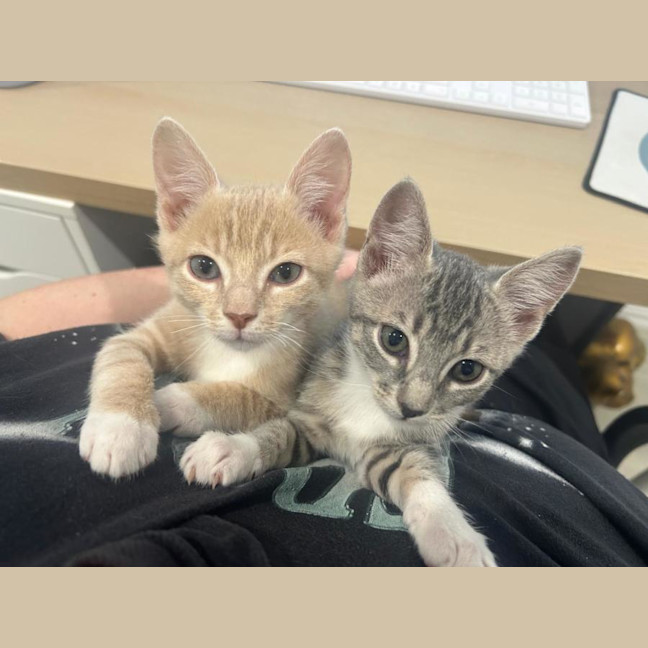 Photo of Duke 🤎 & Dixie 🧡