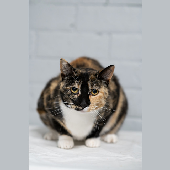 Photo of Bonnie