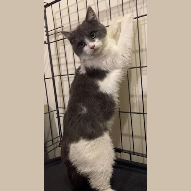 Photo of Rosie Dancer