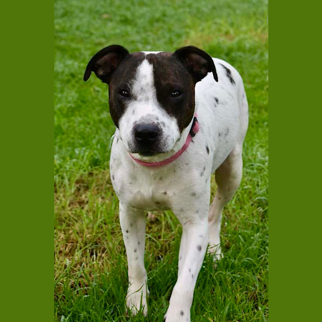 Photo of Gypsy