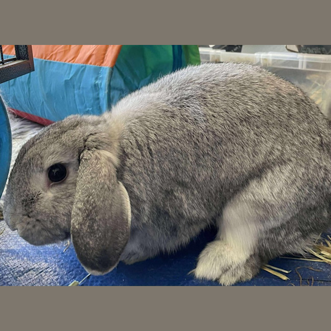 Photo of Marshmallow & Stormy