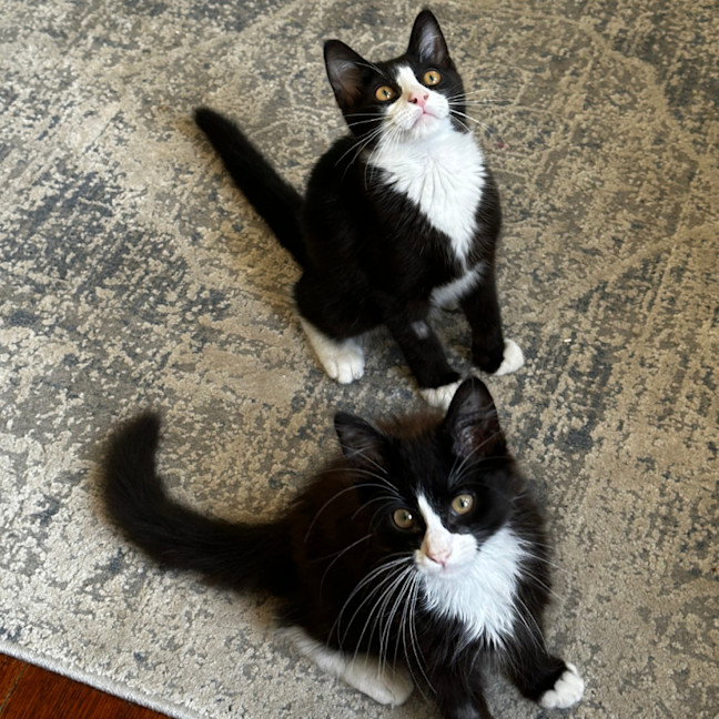 Photo of Baxter & Buttons