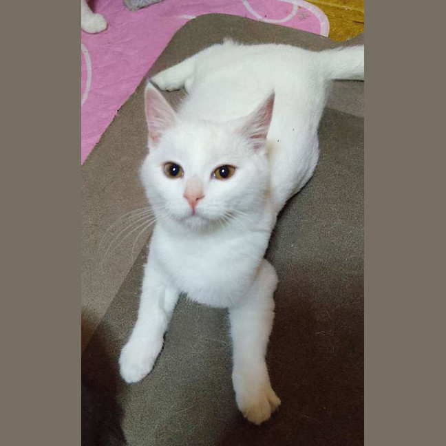 Photo of Ghost