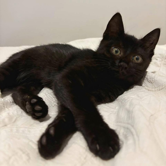 Photo of 12148   Tradie