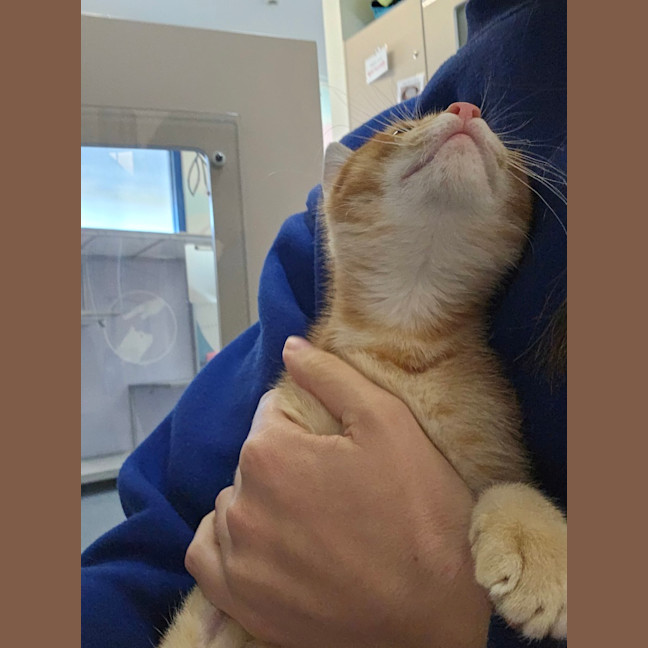 Photo of Marmalade 