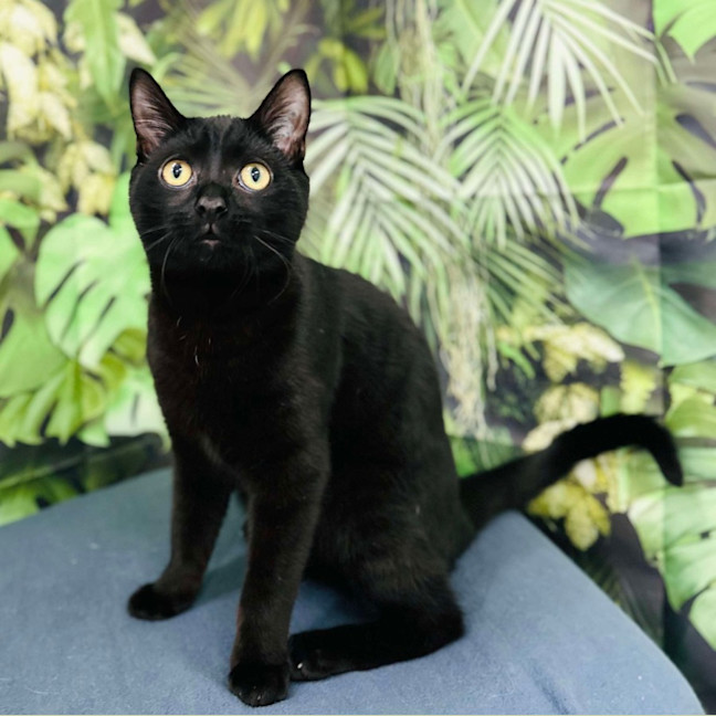 Photo of Eclipse   Located In Preston