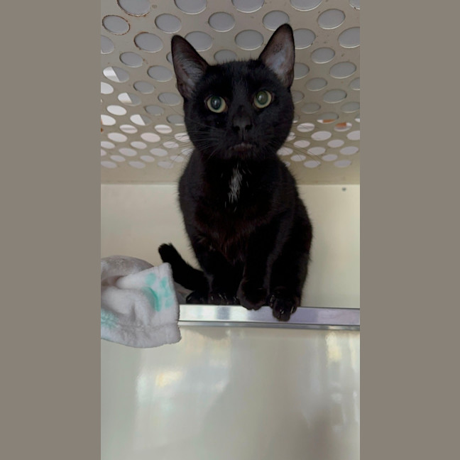 Photo of Cindo   4 Year Old Domestic Short Hair