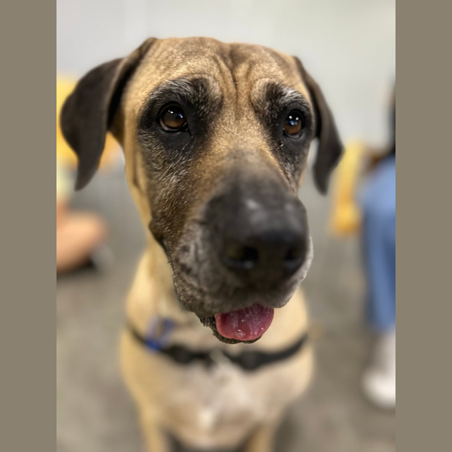 Photo of Roxy