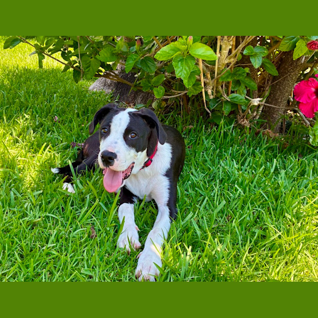 Photo of Bill   5 Month Old Mixed Breed