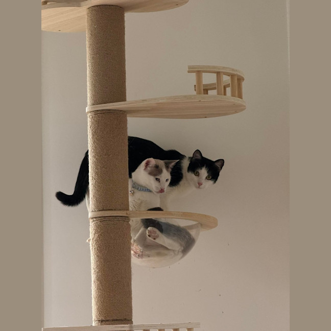 Photo of Oreo & Vanilla 