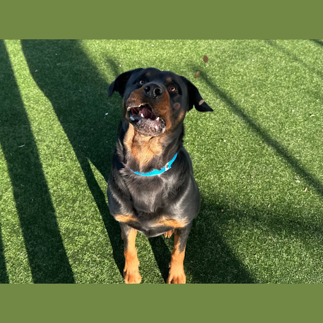 Photo of Hades Imp 1327