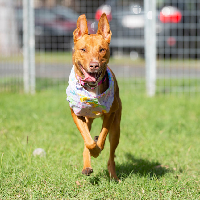 Photo of Nova