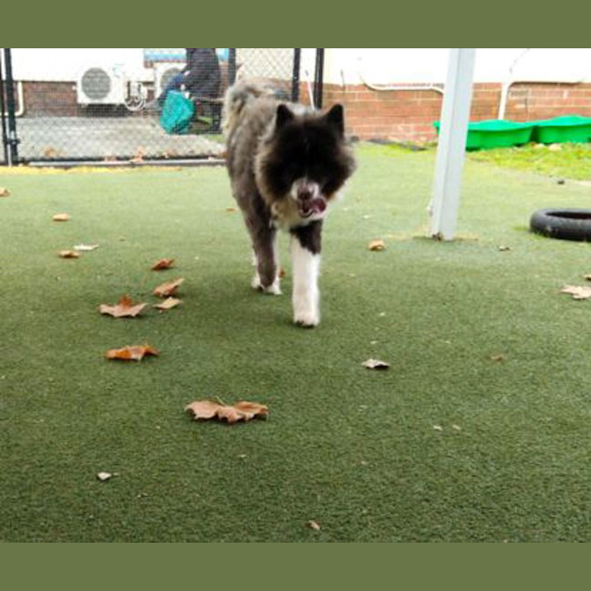 Photo of Soxie