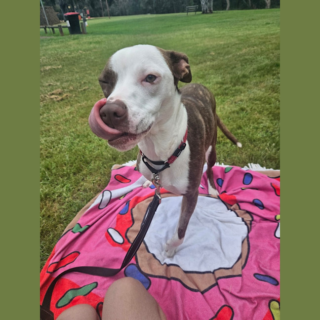 Photo of Stella 