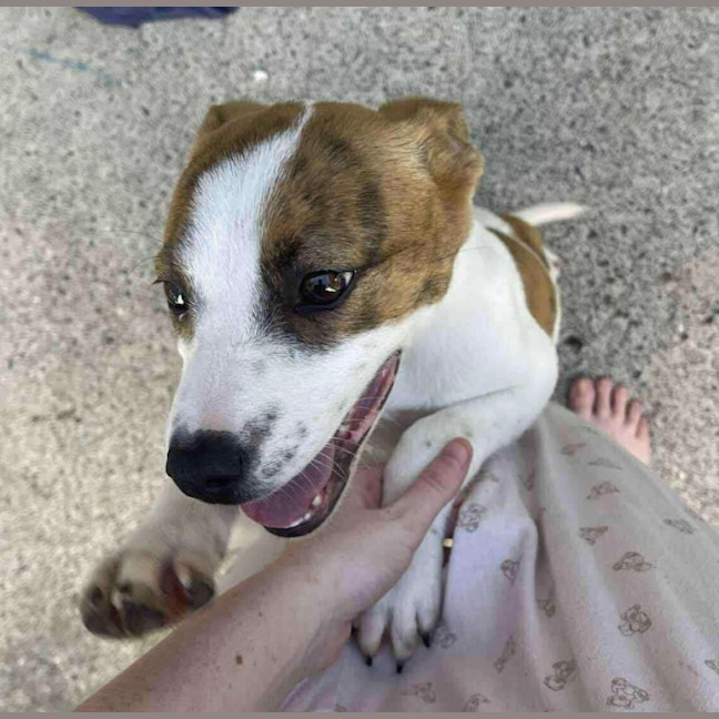 Photo of Daisy