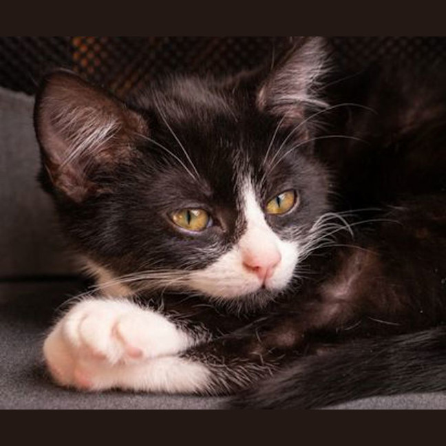 Photo of Tofu
